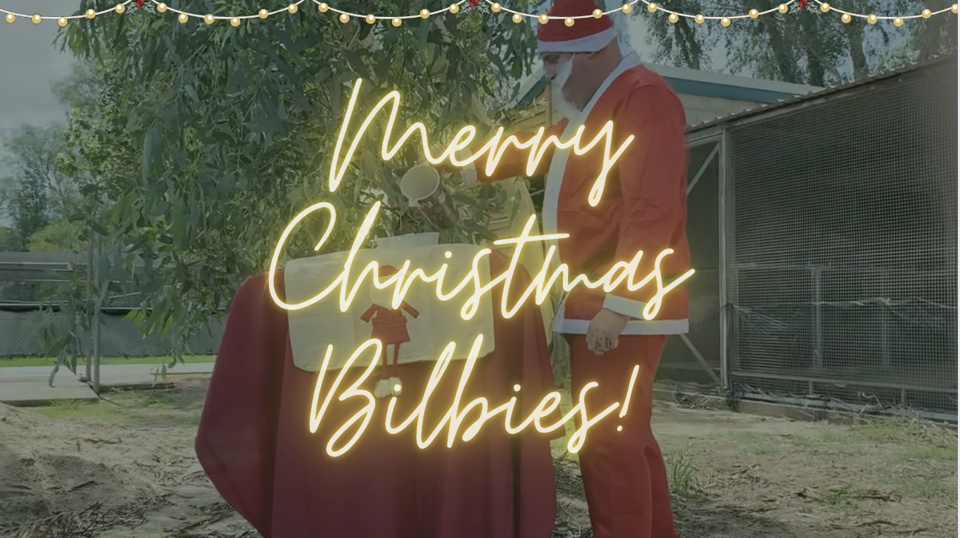 Merry Christmas Bilbies! is written on the screen in festive font, behind is "Santa" pouring the bilbies treat into a bowl on a Christmas theme stand. This is at Charleville at the breeding facility.